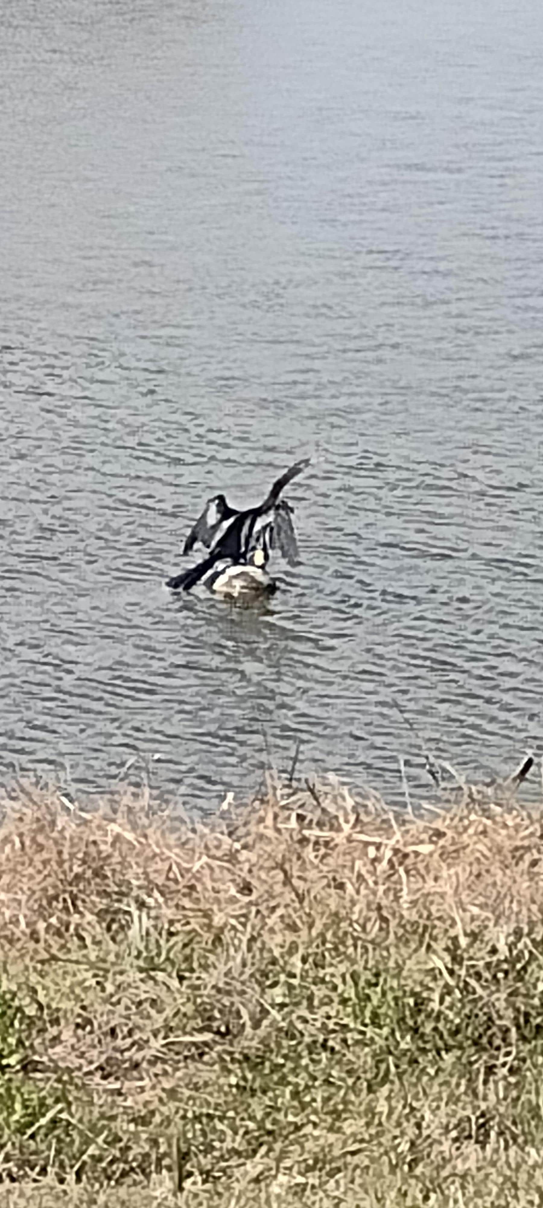 Anhinga drying his wings in lake behind house 
