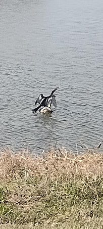 Anhinga drying his wings in lake behind house