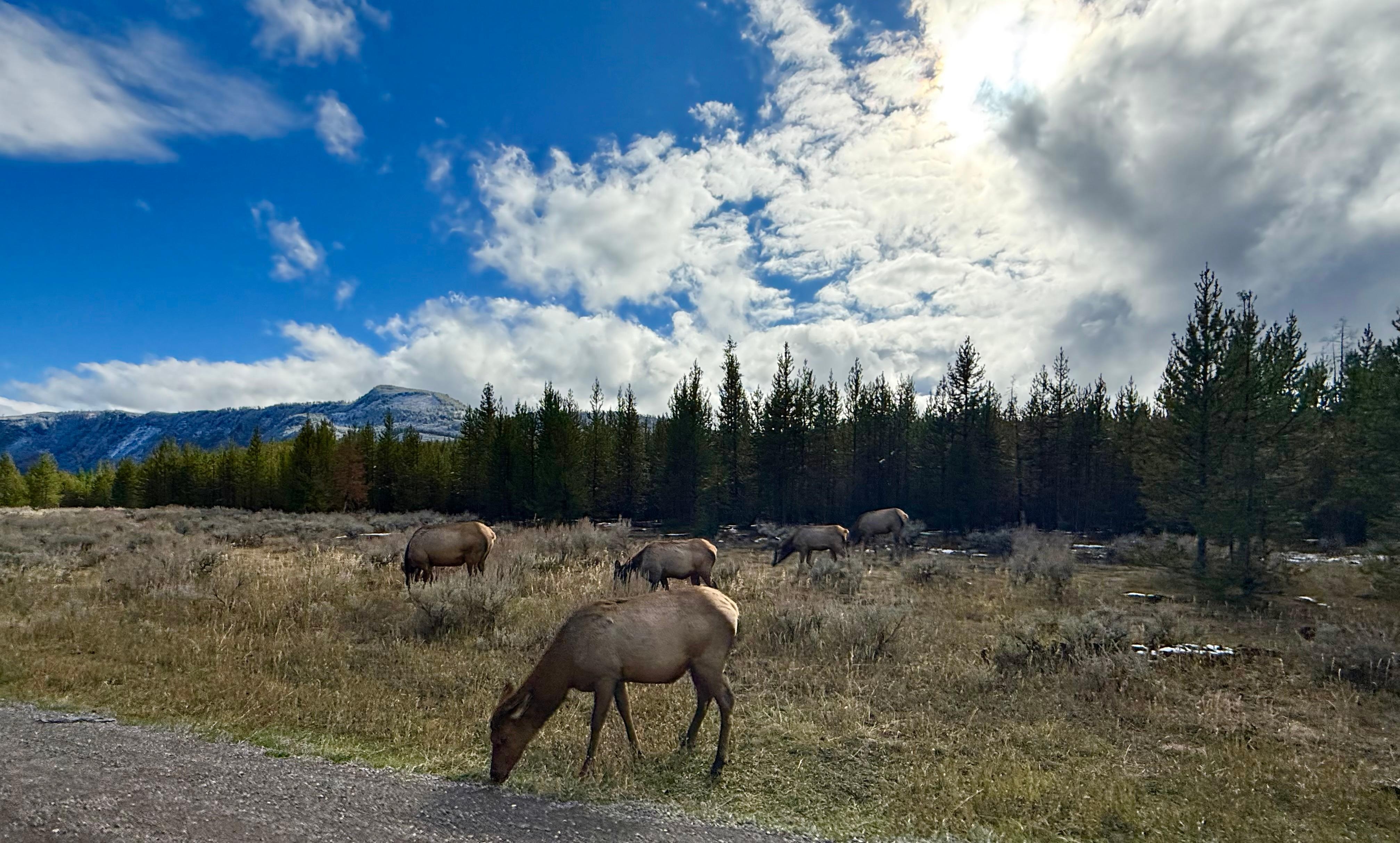 Beautiful animals and scenery!
