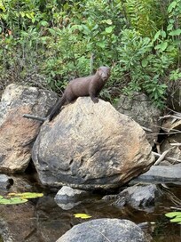 Mink! Mitchell Lake - Aug. 2025