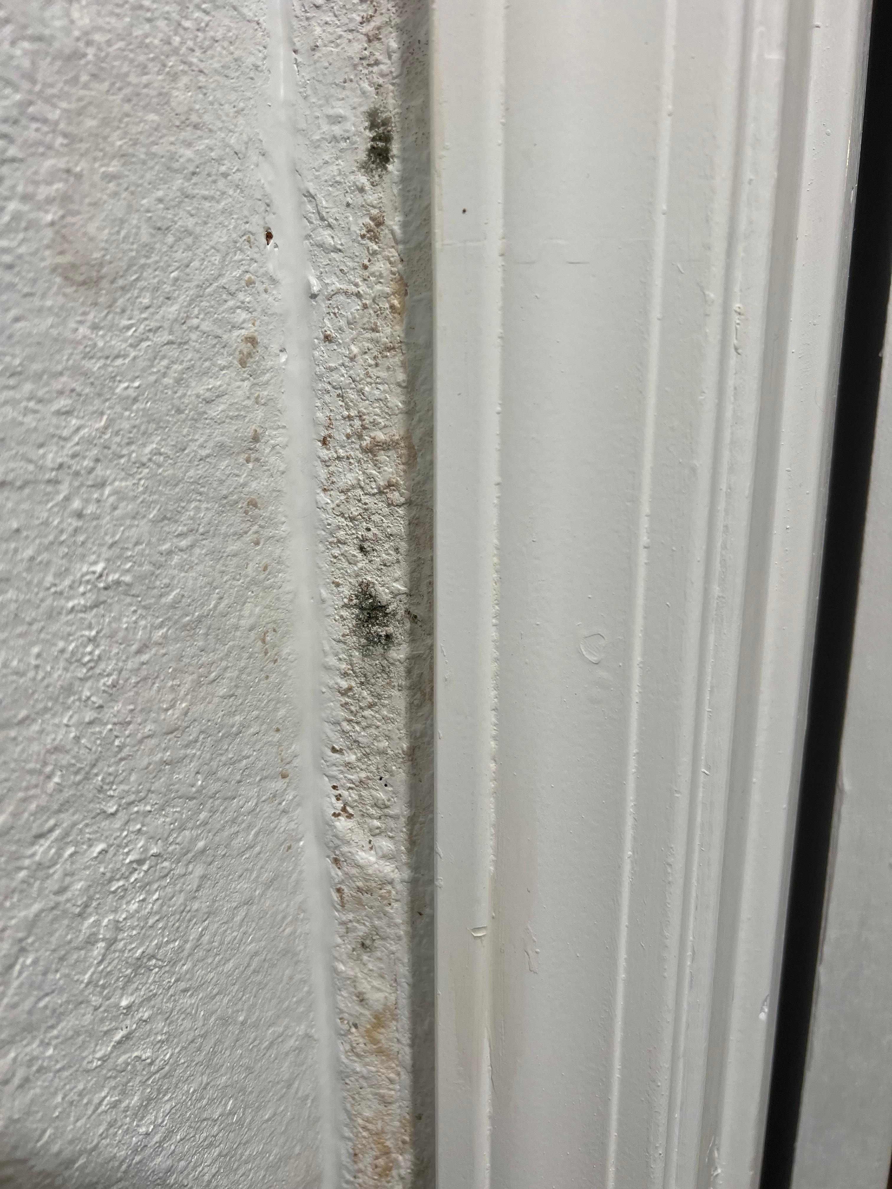 Mold on wall
