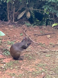 our resident agouti