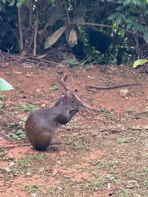 our resident agouti 