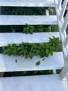 over growing plant at the front stairs