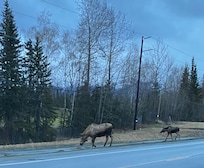 Moose in the neighborhood.