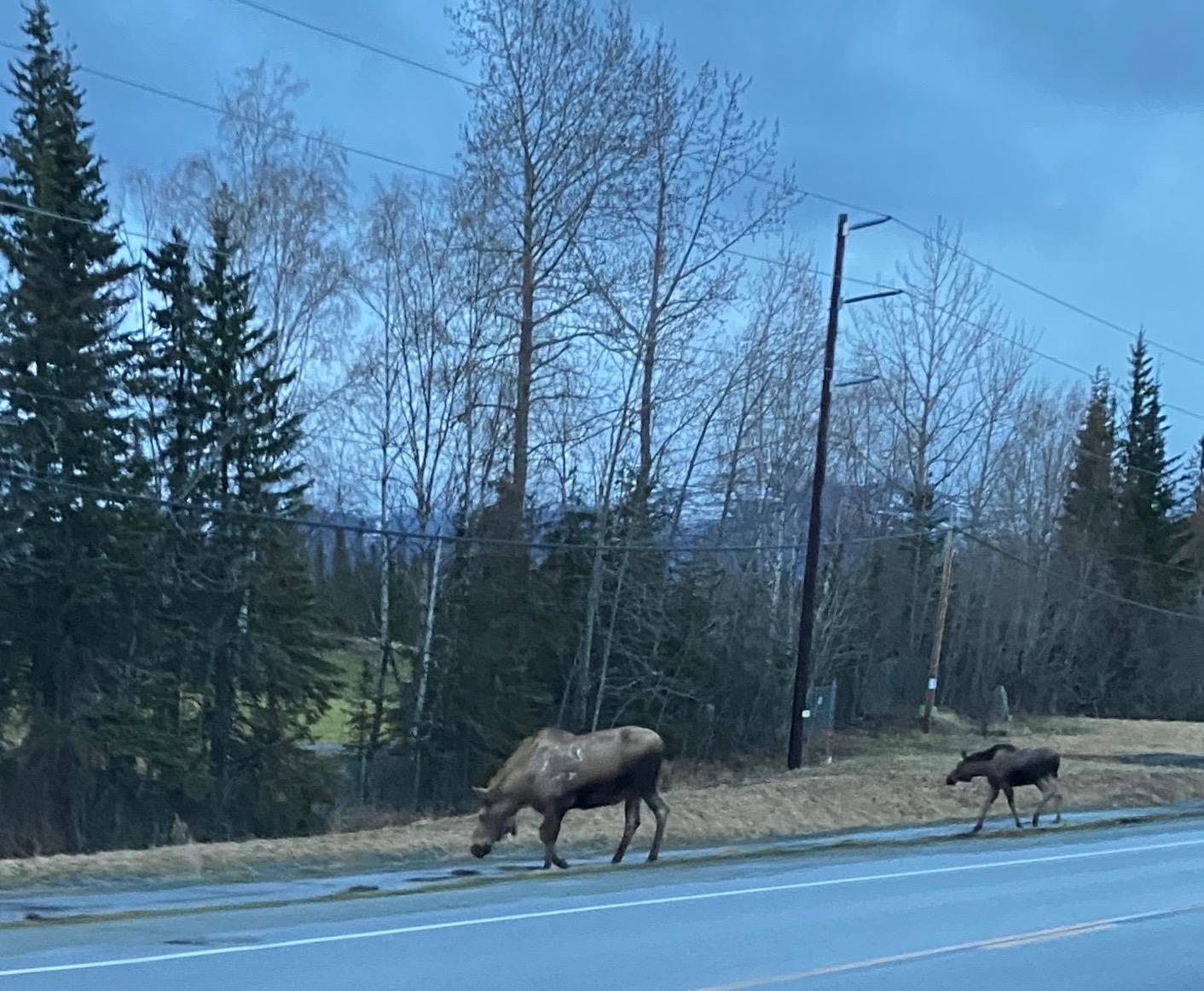 Moose in the neighborhood. 