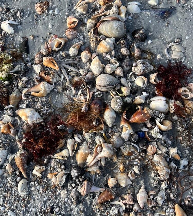 So many shells this trip!