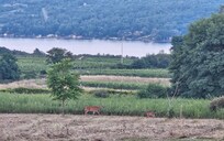 Just some of the wild life we saw sitting on the beautiful deck!