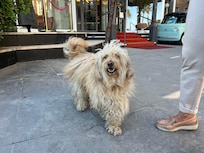 Puppy