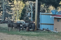 The neighborhood welcome committee