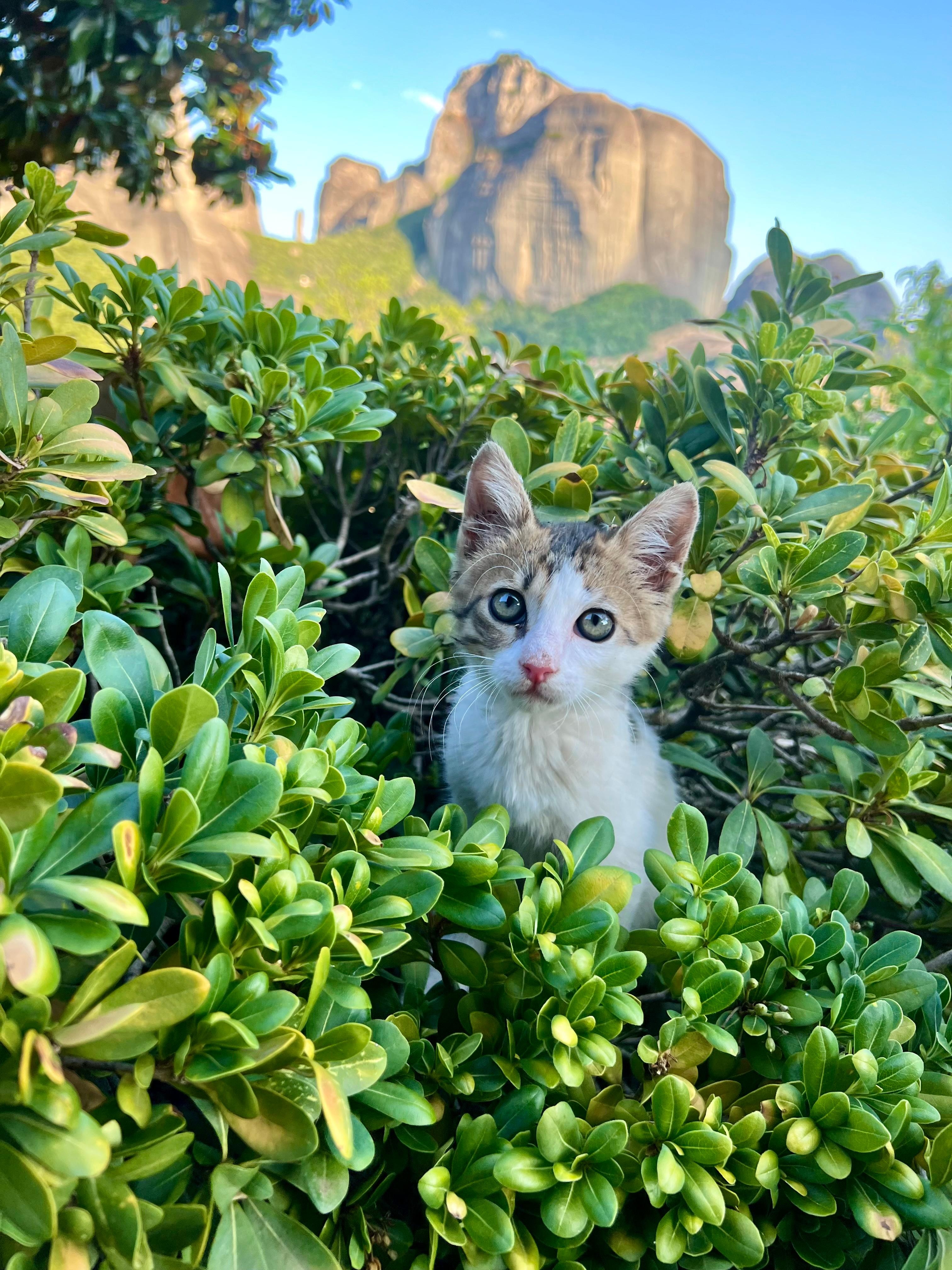 Our little kitten, friend that spent time with us a hotel.