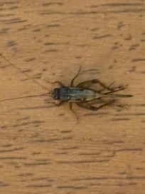 Our uninvited guest.
FYI — and NOTHING was done by staff to deal with this!!
