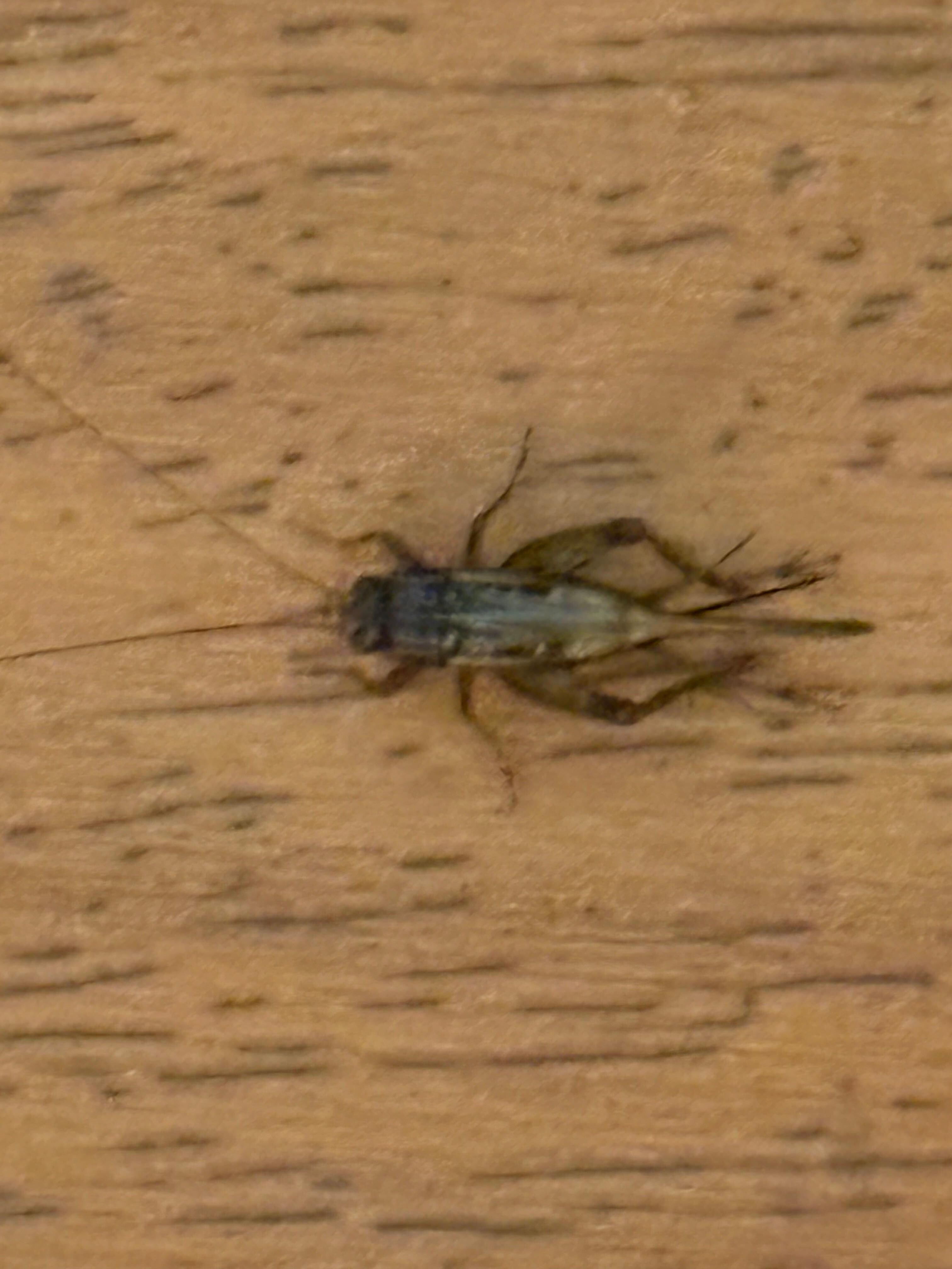 Our uninvited guest.
FYI — and NOTHING was done by staff to deal with this!!