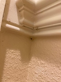tiny spiders