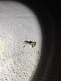 Crab hunting at night