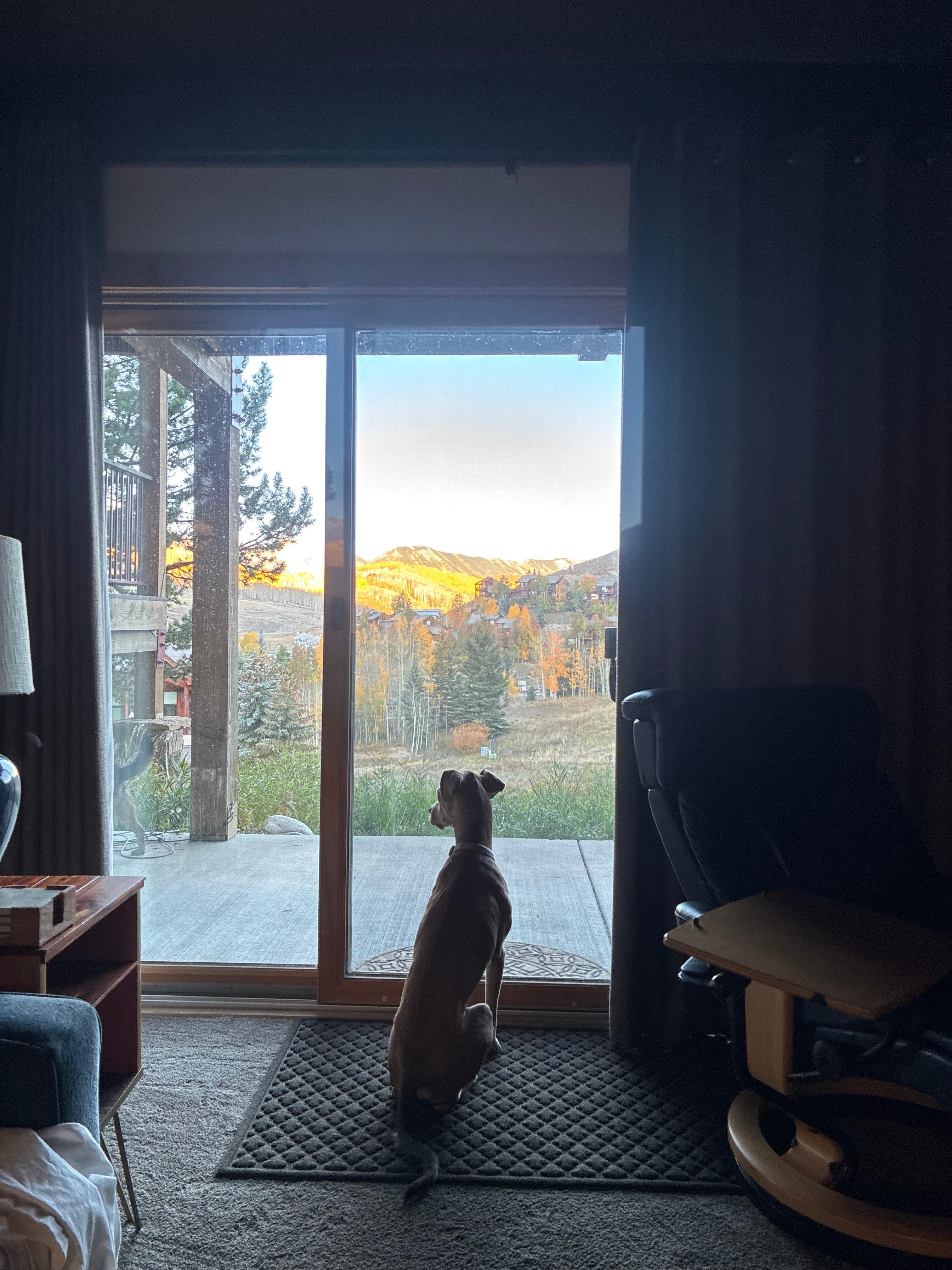 Loki looking out condo window 