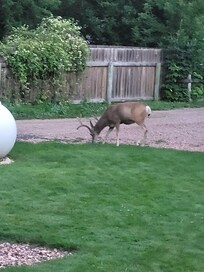 He greeted us upon arrival to the house.