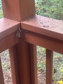 Example of spider webs and overall uncleanliness.