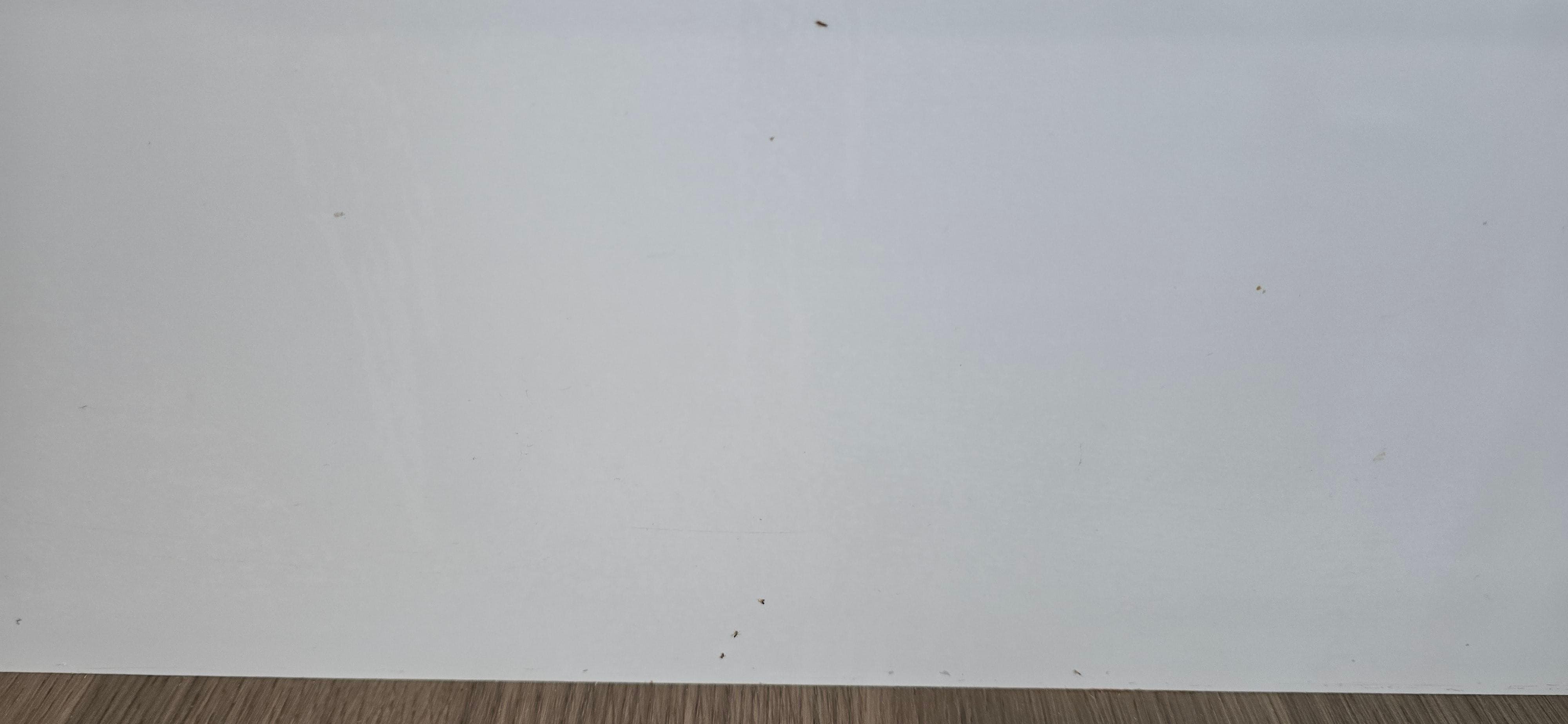 Ants crawling all over the walls and counter top.