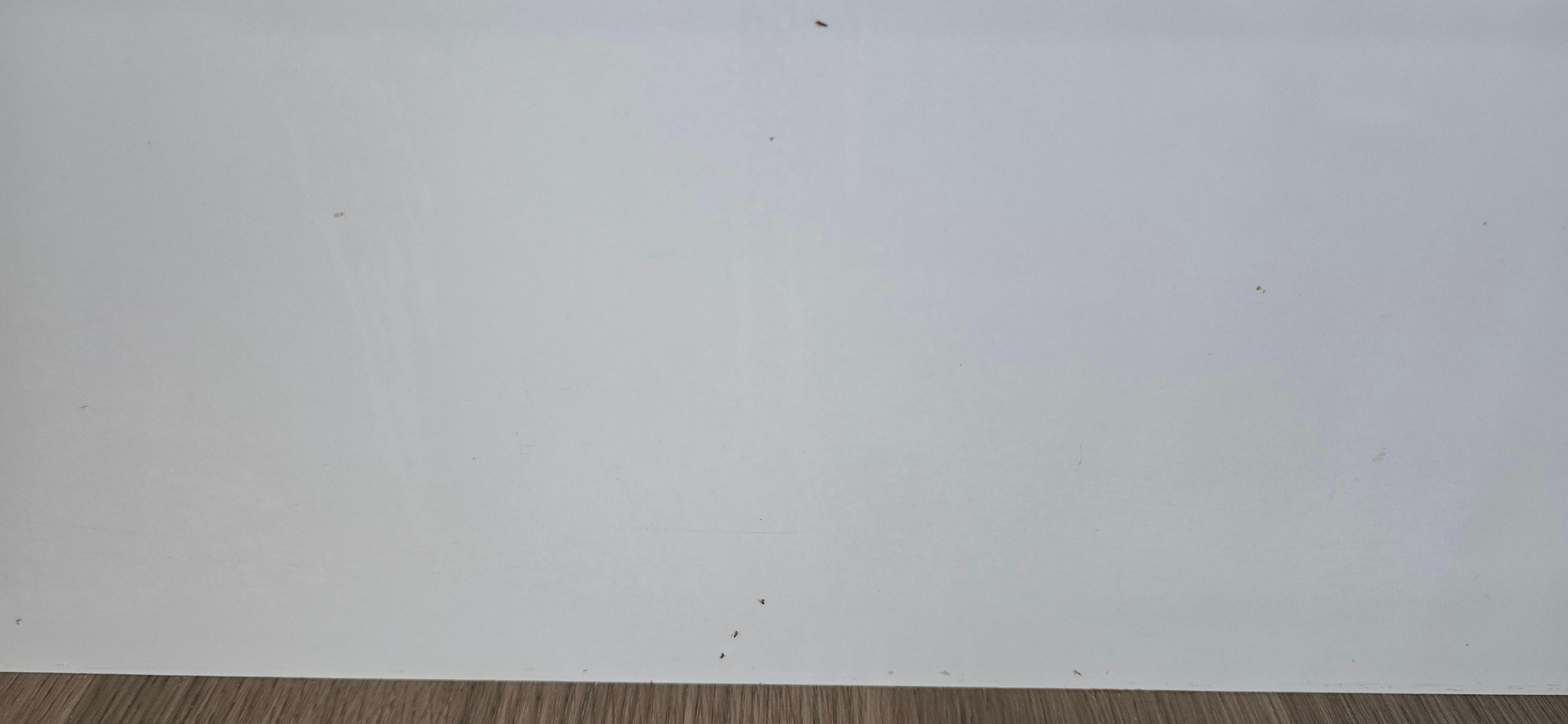 Ants crawling all over the walls and counter top. 