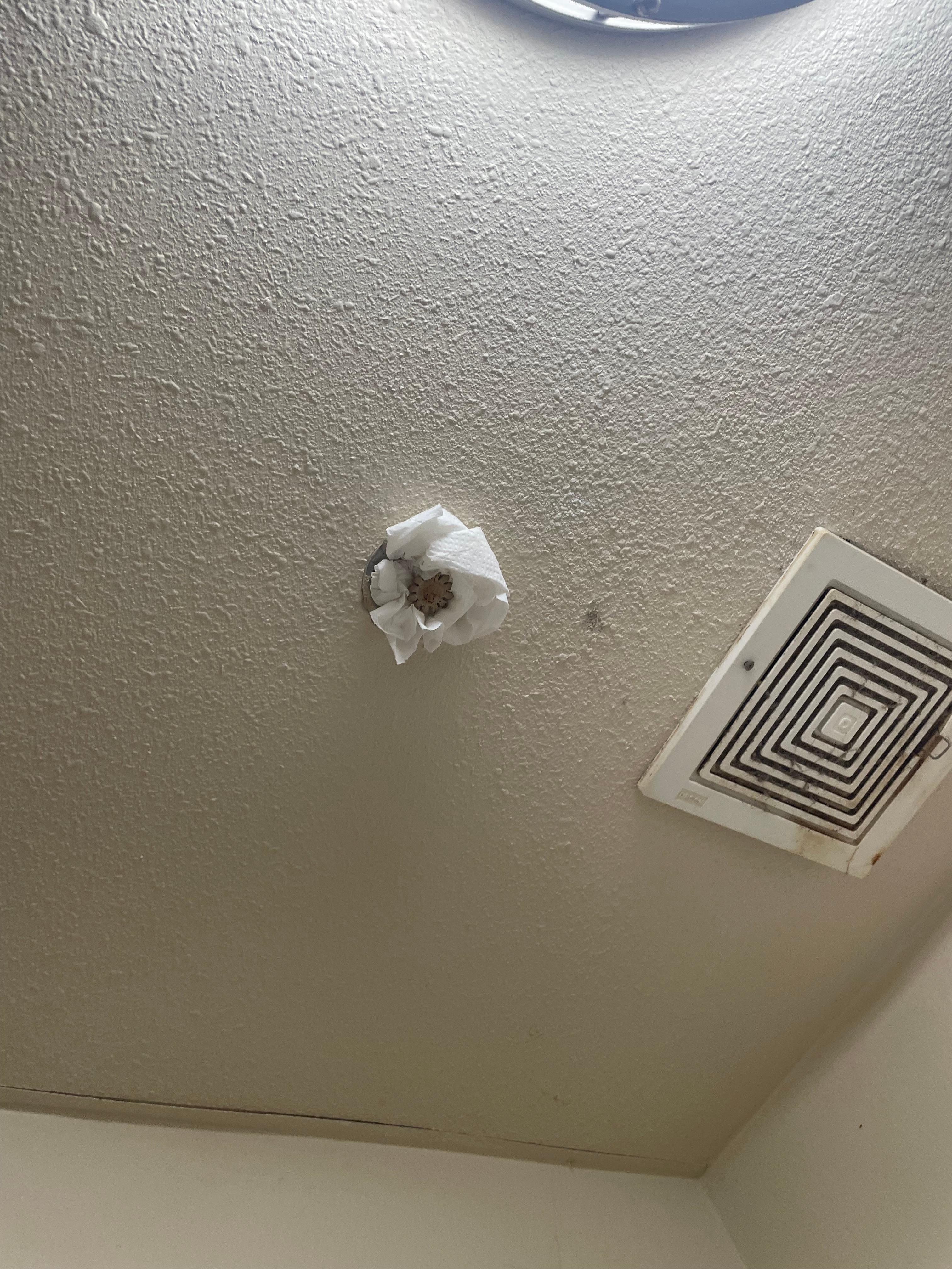 This was toilet paper around the sprinkler in the bathroom.