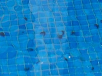 Worms or caterpillars in the pool