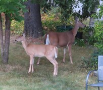 Doe and young deer in yard