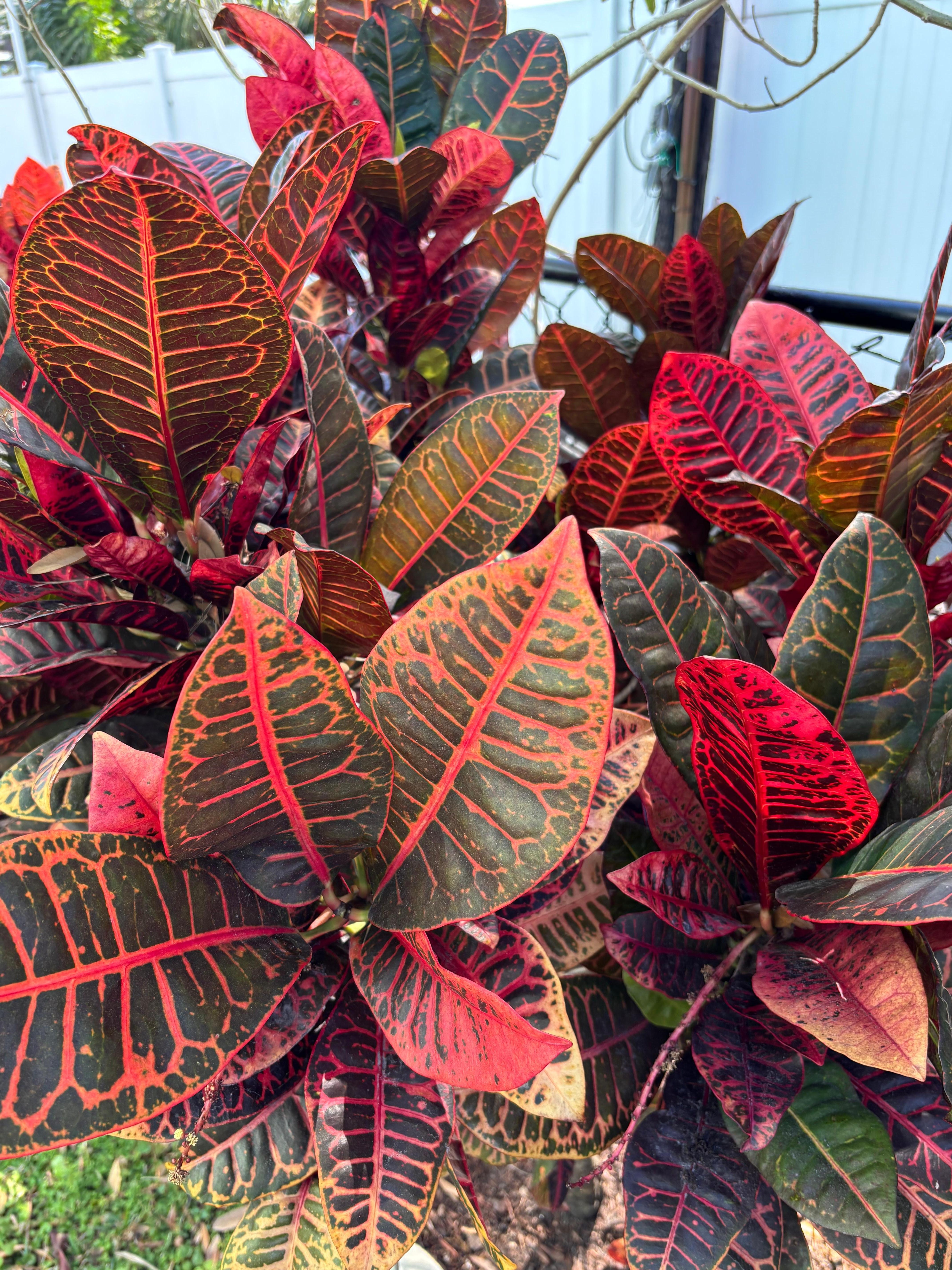 Beautiful foliage in yard.  