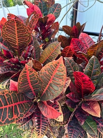 Beautiful foliage in yard.