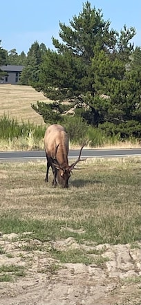 Elk in the field behind the house.