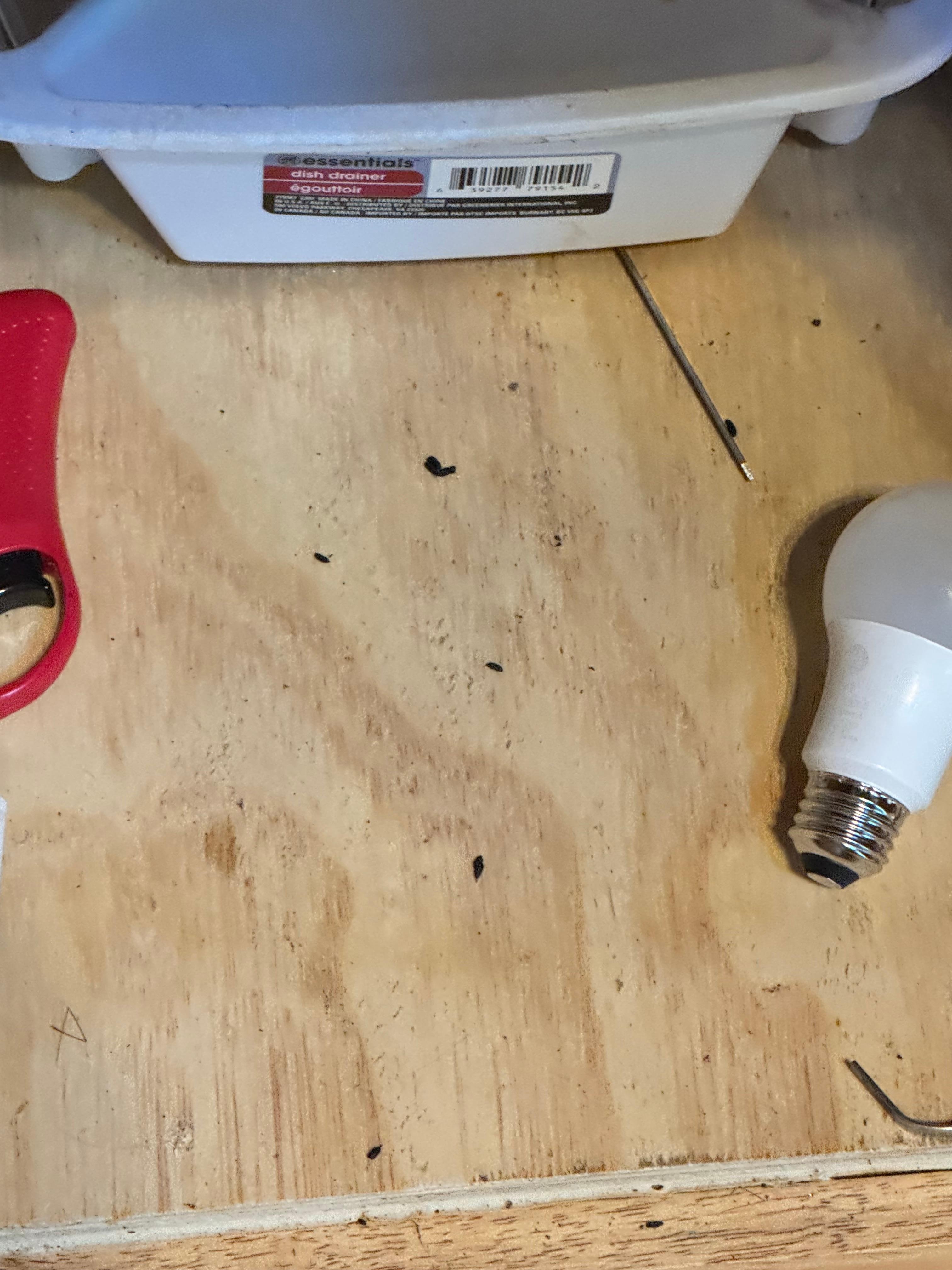 Mouse droppings under sink