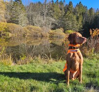 Gibson loved Zelený Les!