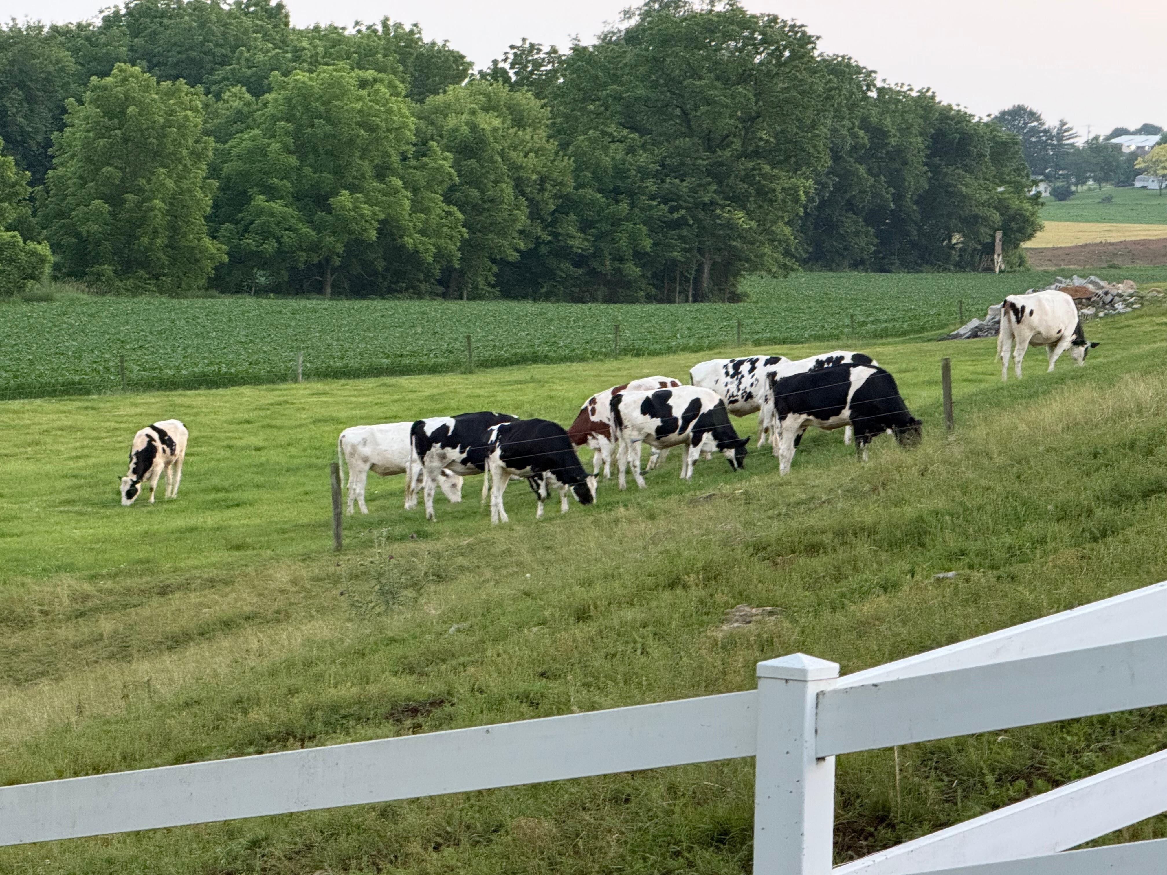The cows viewed from the back porch.