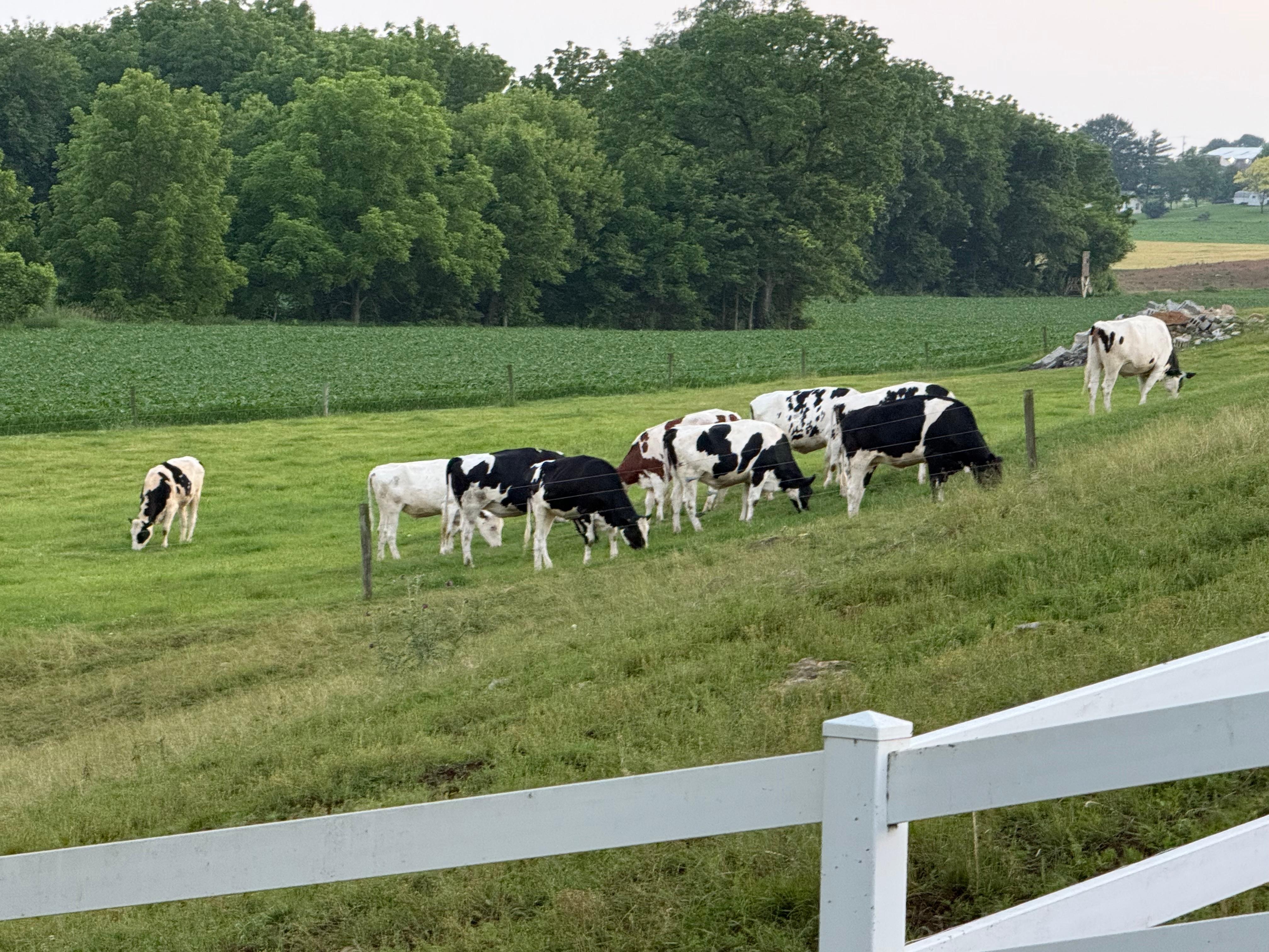 The cows viewed from the back porch.