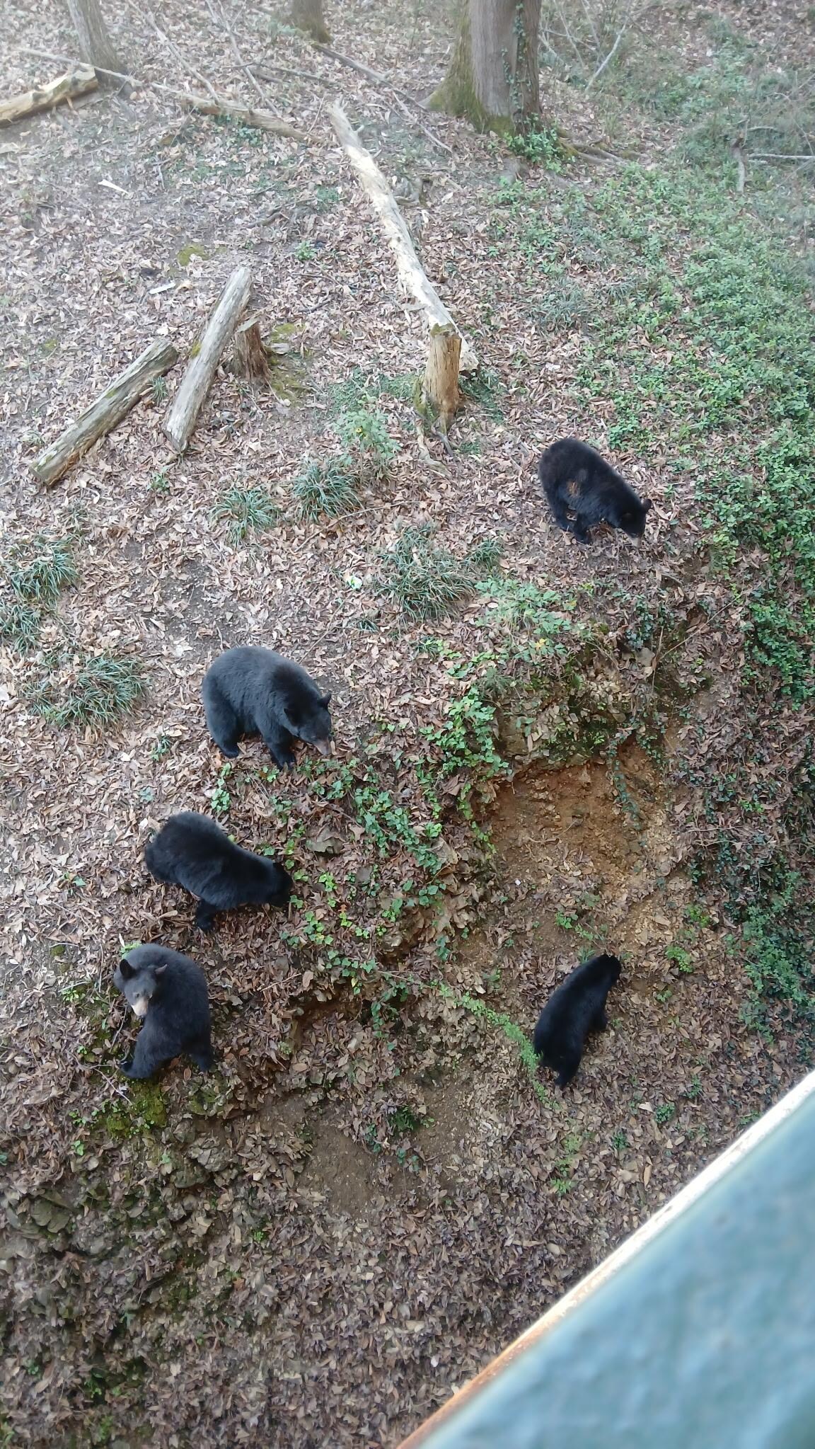 This was taken off our balcony! Mama bear and her 4 cubs!! 
