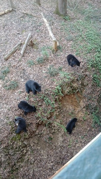 This was taken off our balcony! Mama bear and her 4 cubs!!