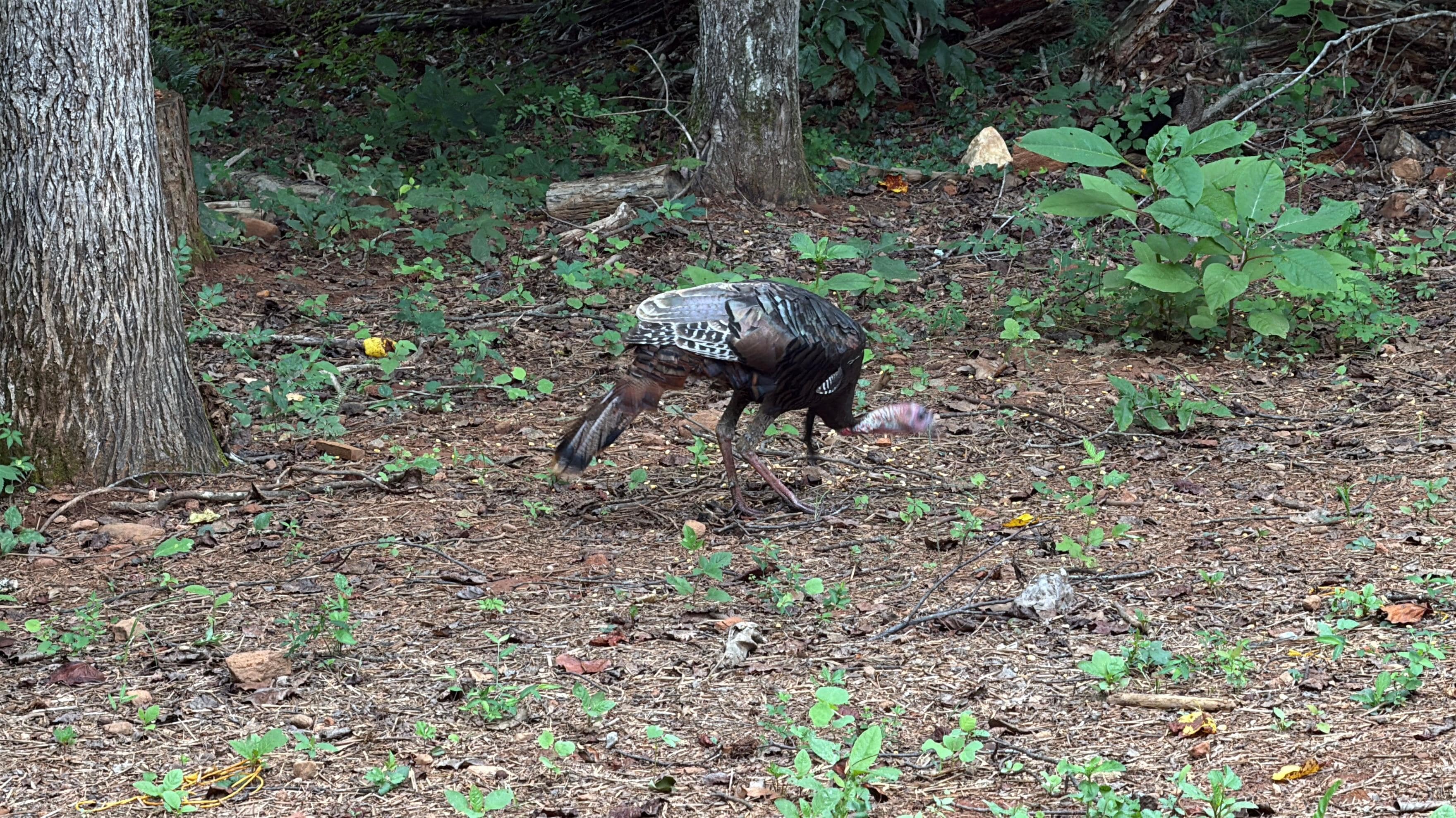 Wild Turkey!