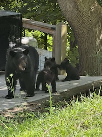 Mama and her babies at a near by house.