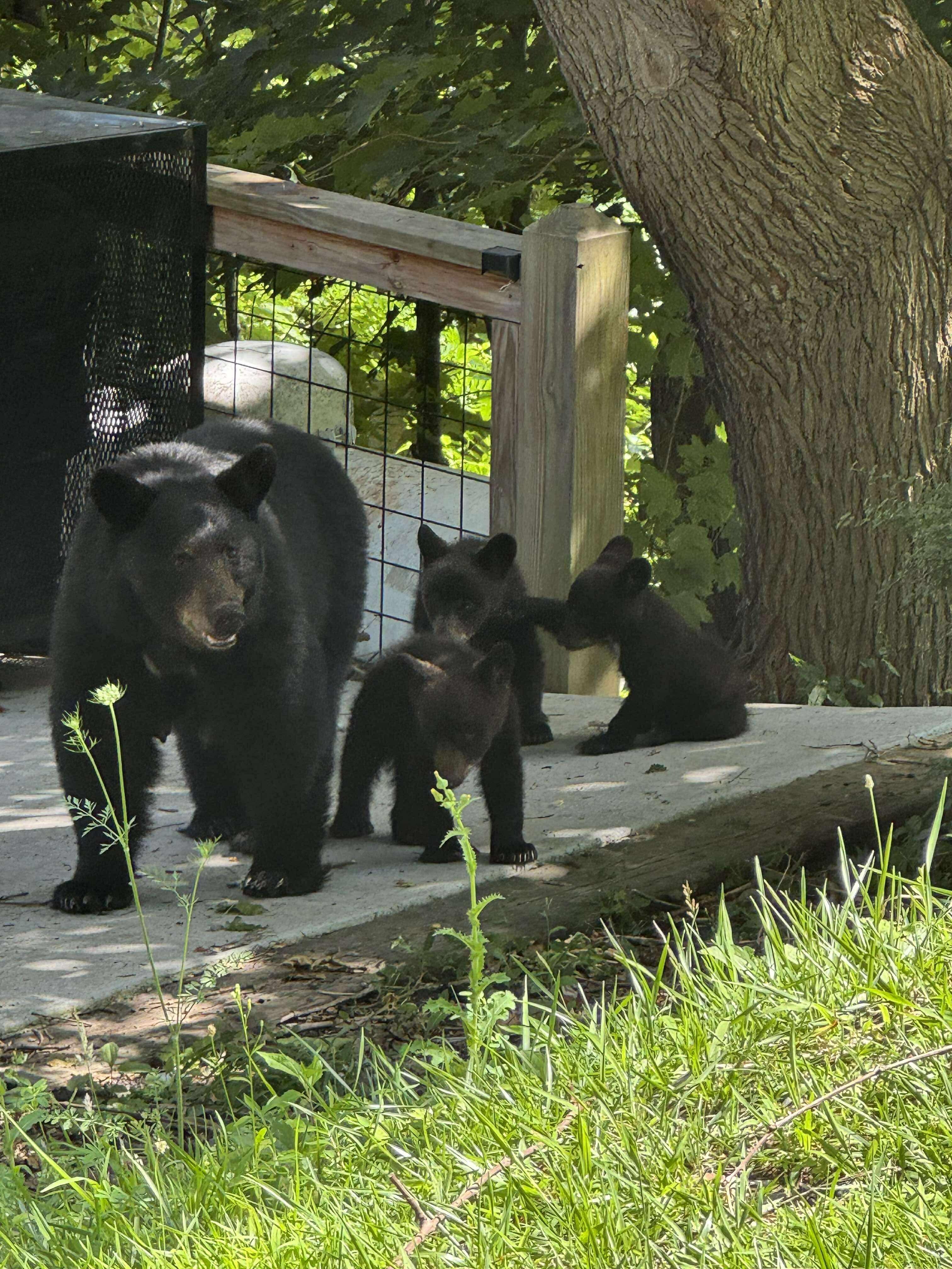 Mama and her babies at a near by house. 