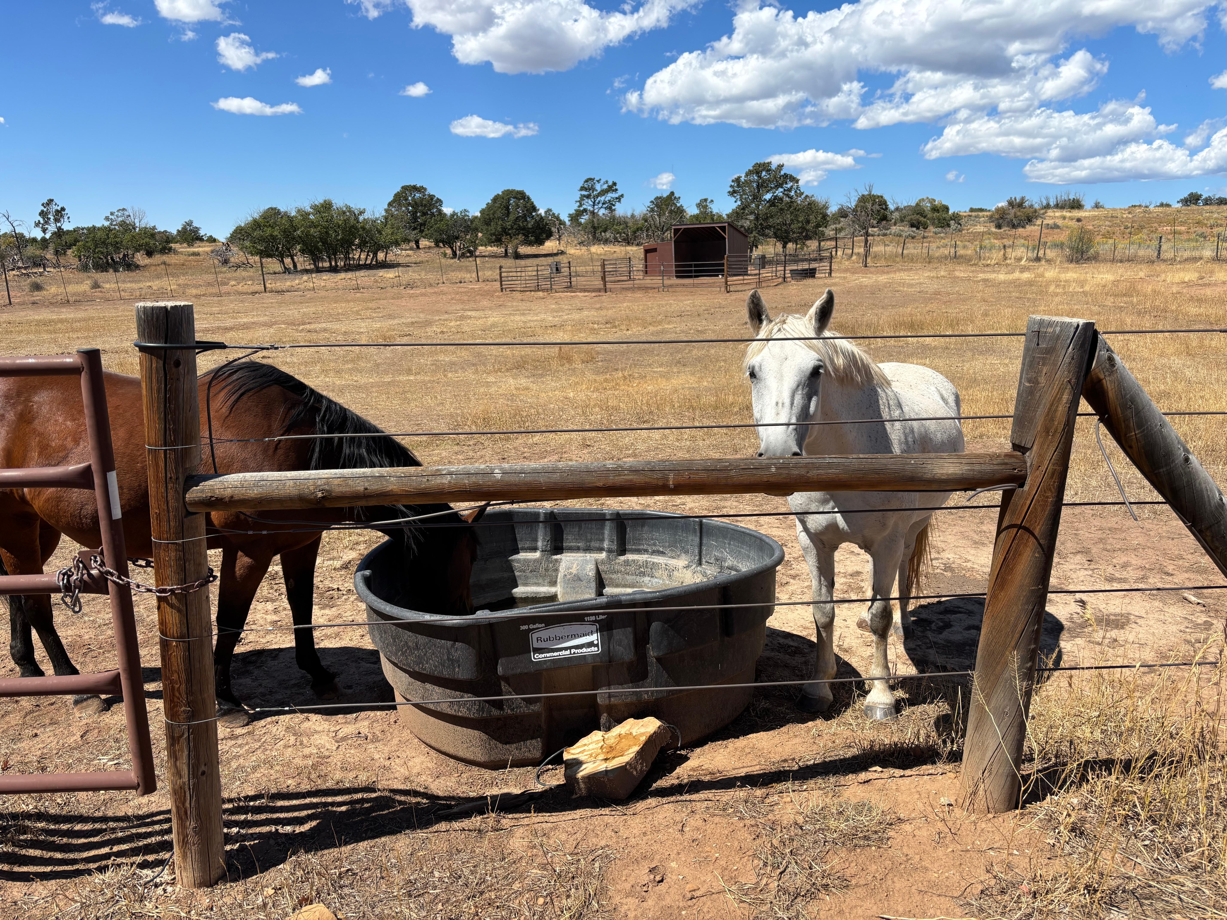 Two of our favorite horses.