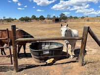 Two of our favorite horses.