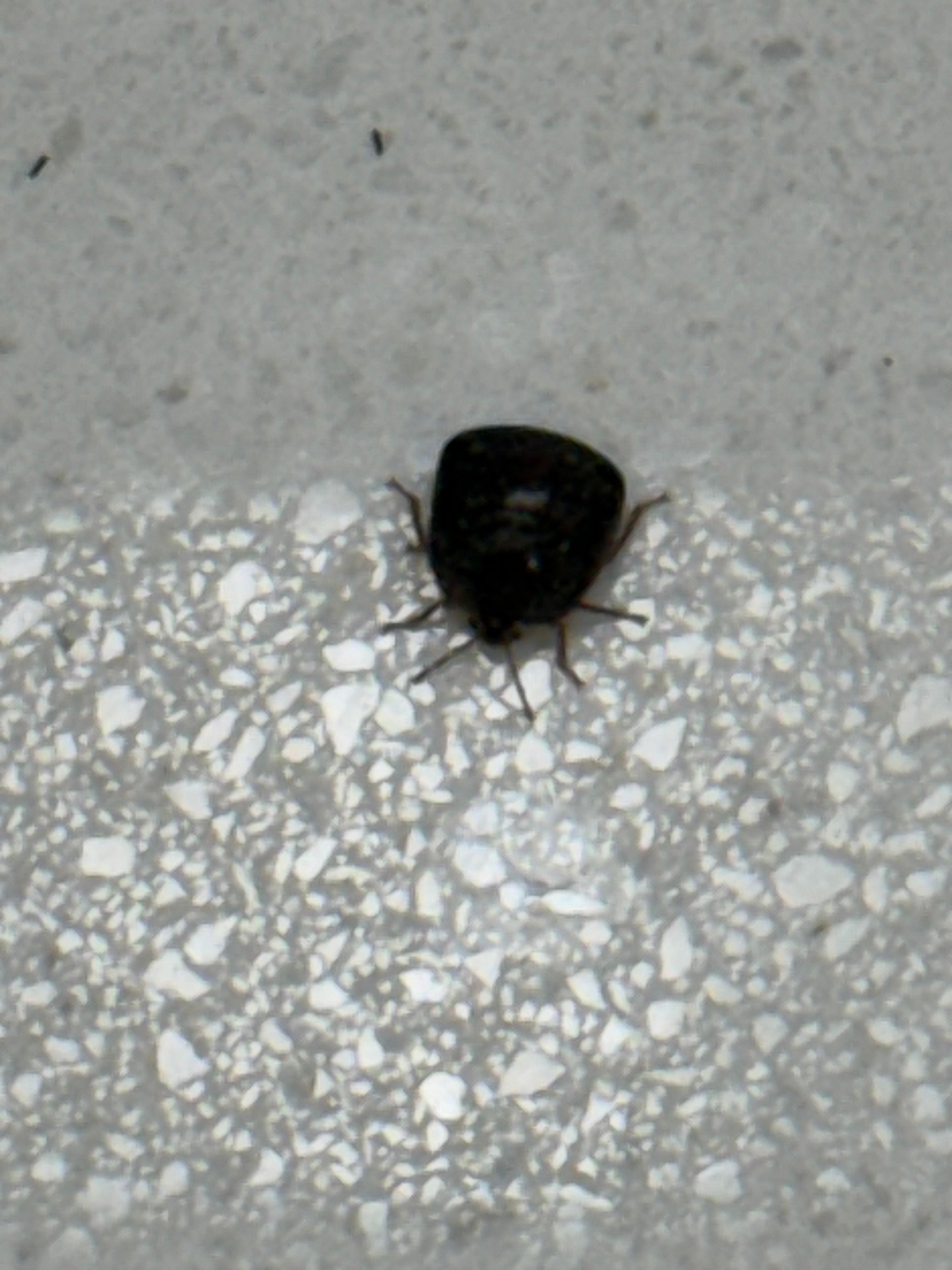 Carpet Beetles……I removed about 30 in 3 days. It was gross. 