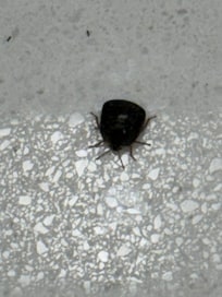 Carpet Beetles……I removed about 30 in 3 days. It was gross.