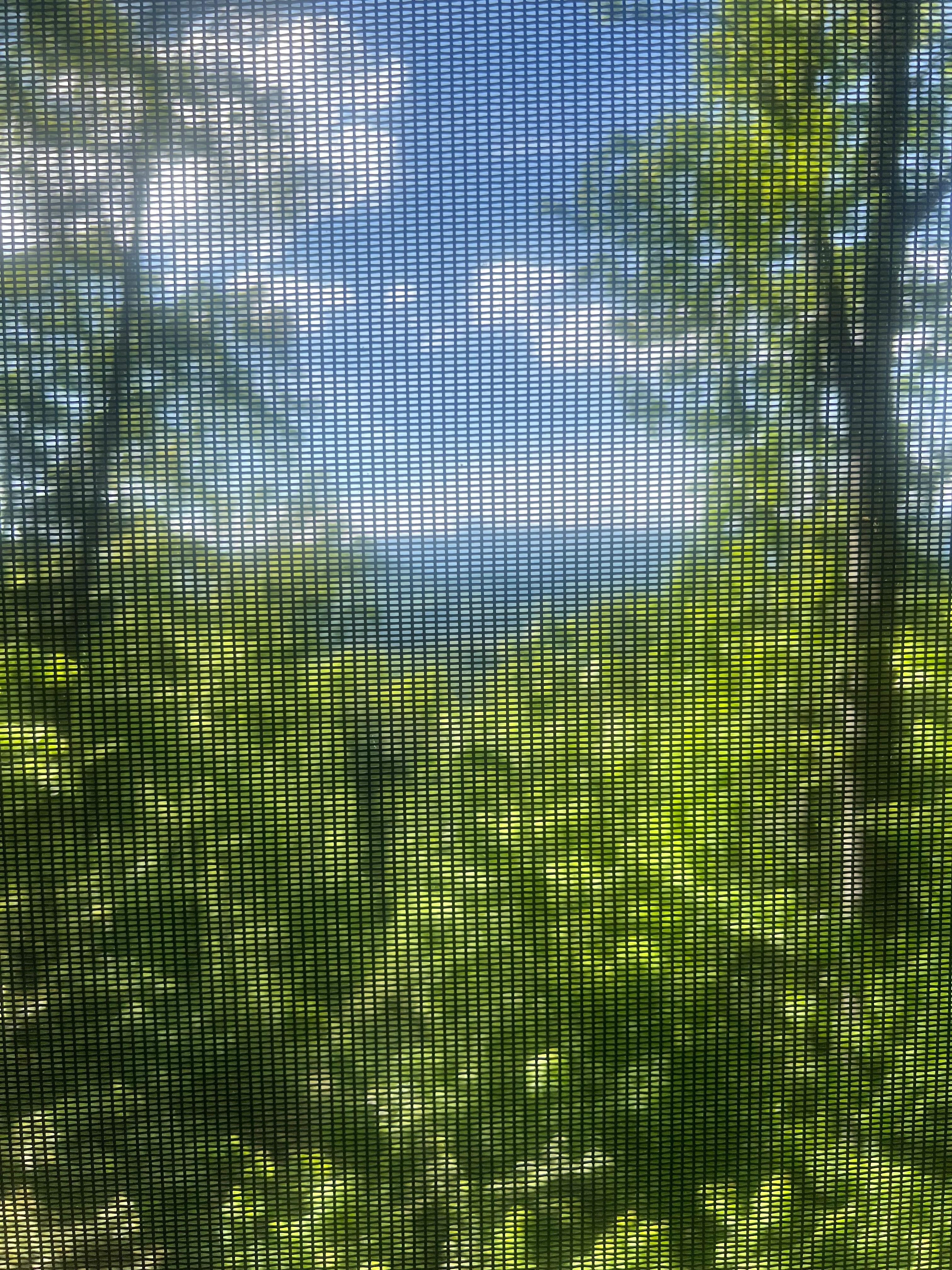 The scene from the back porch 