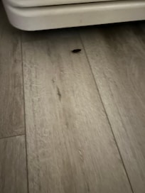 Roach in my room