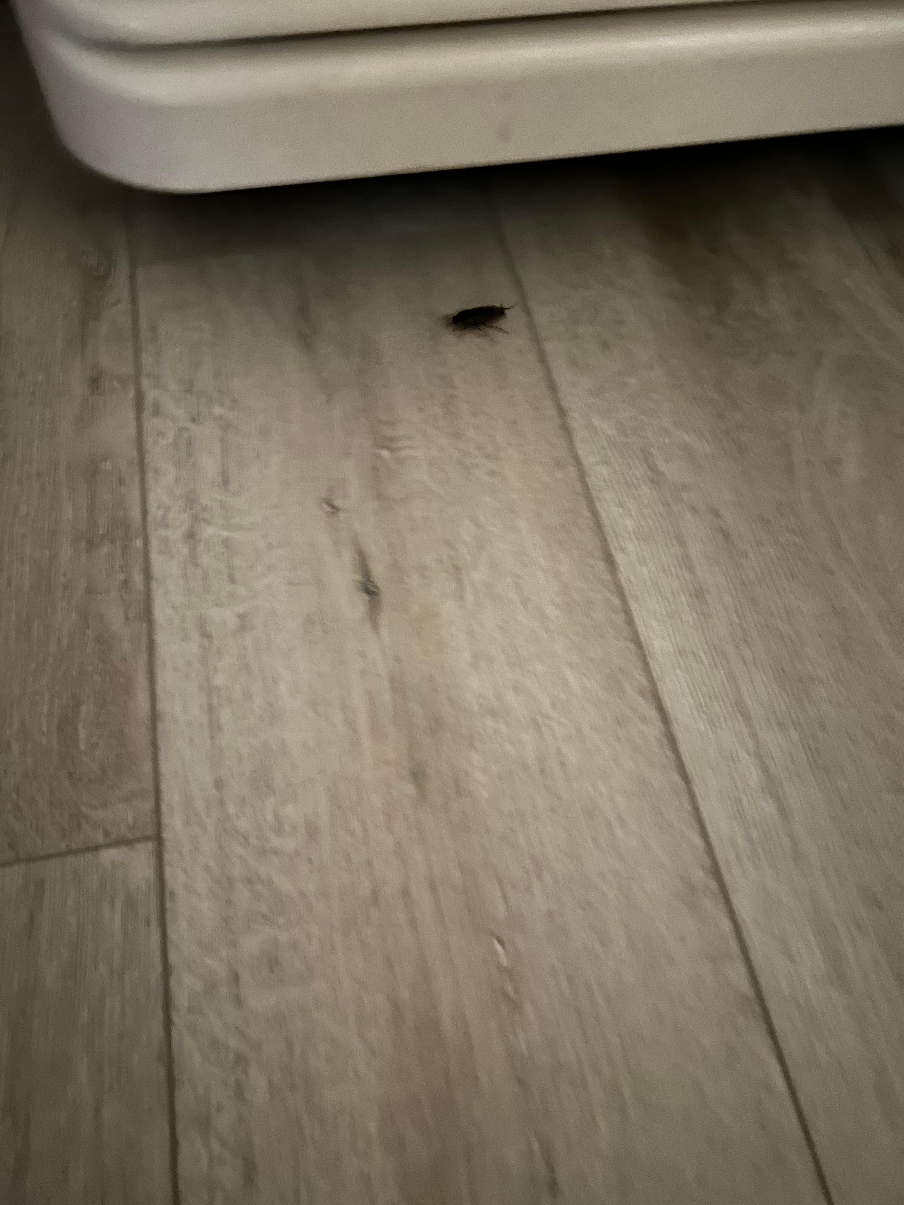 Roach in my room