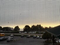 Flies and filthy windows