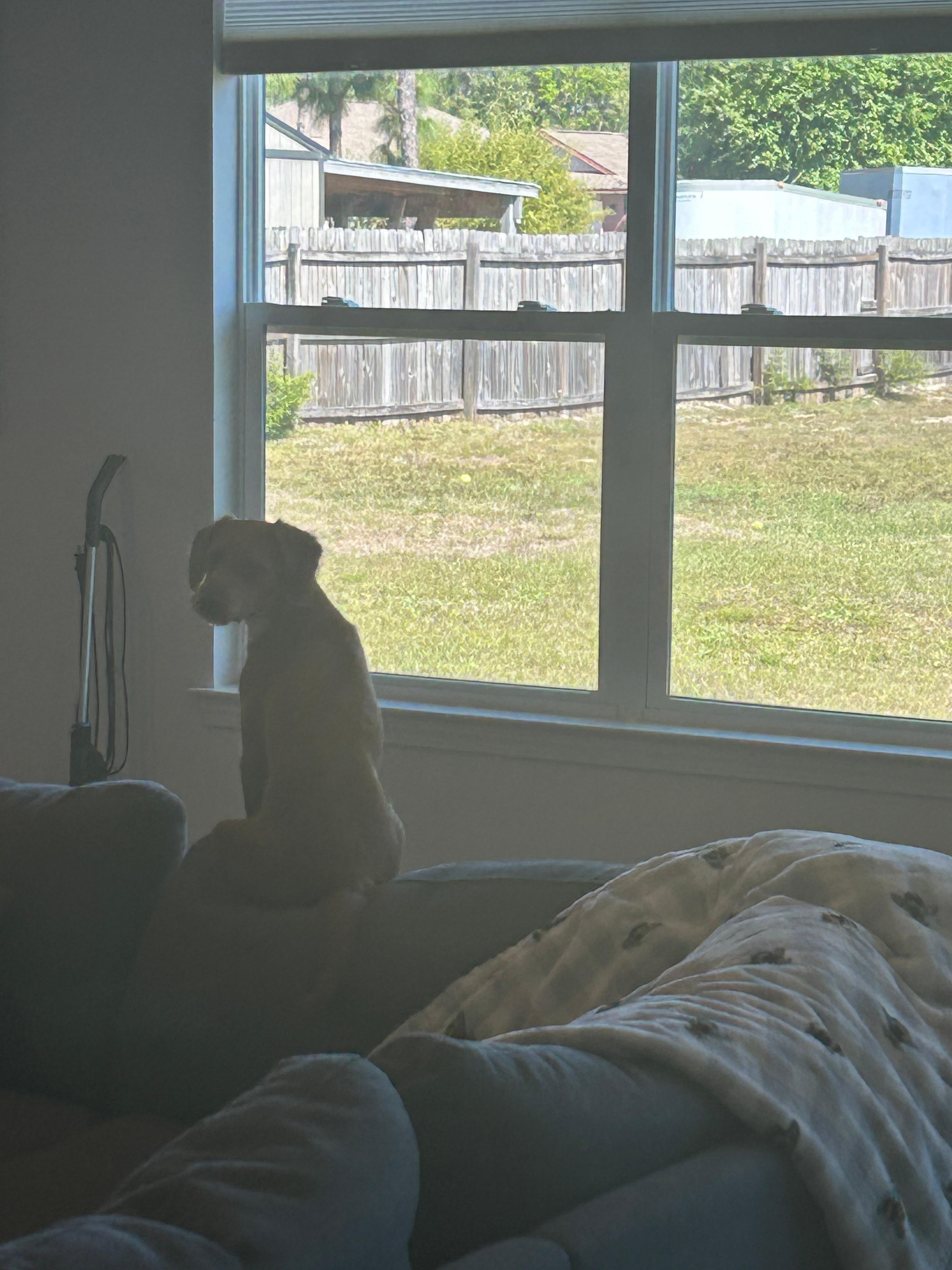 We loved that the shades pulled up so the dogs could look out the window