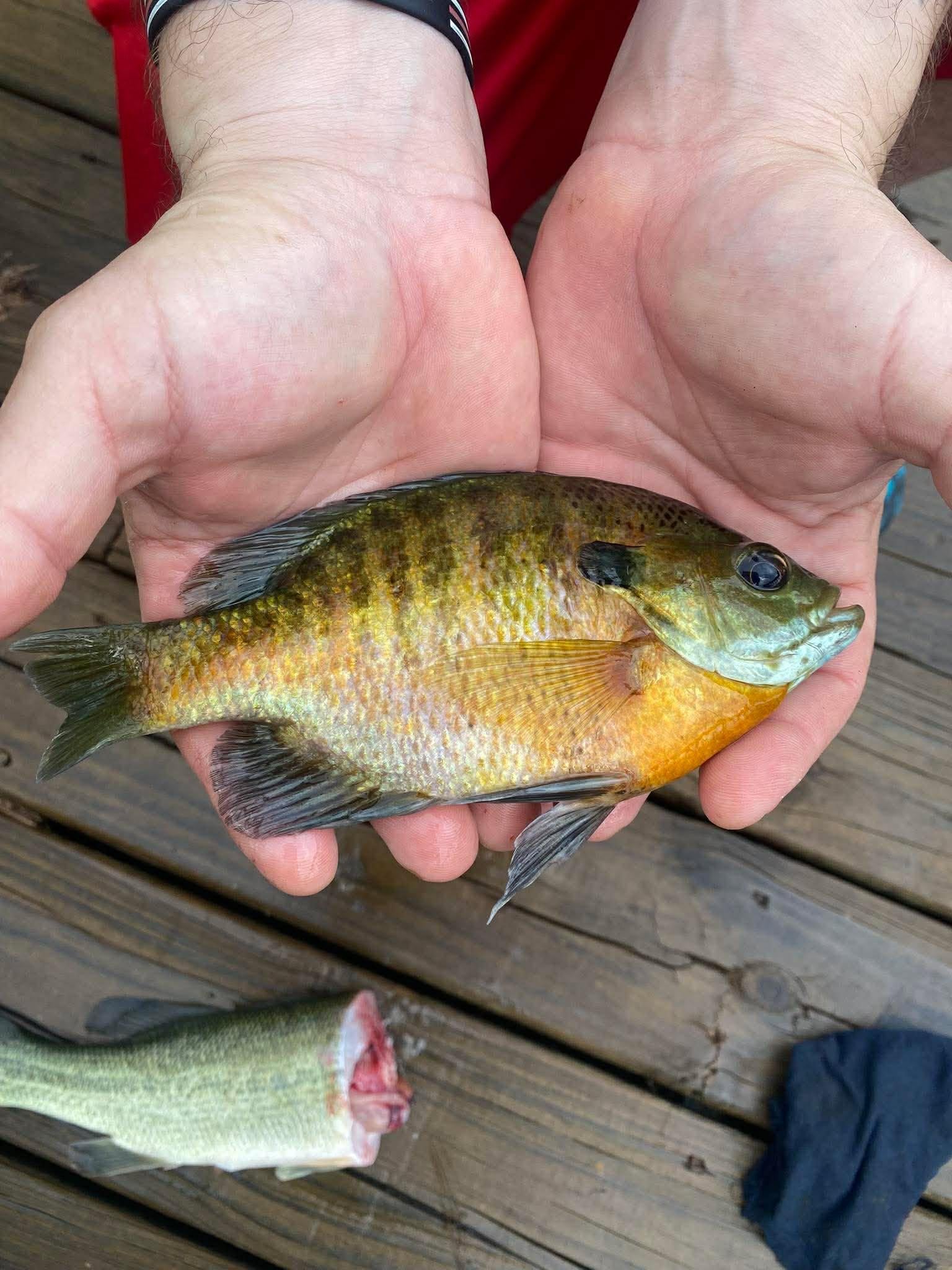 Blue gill & sun perch 