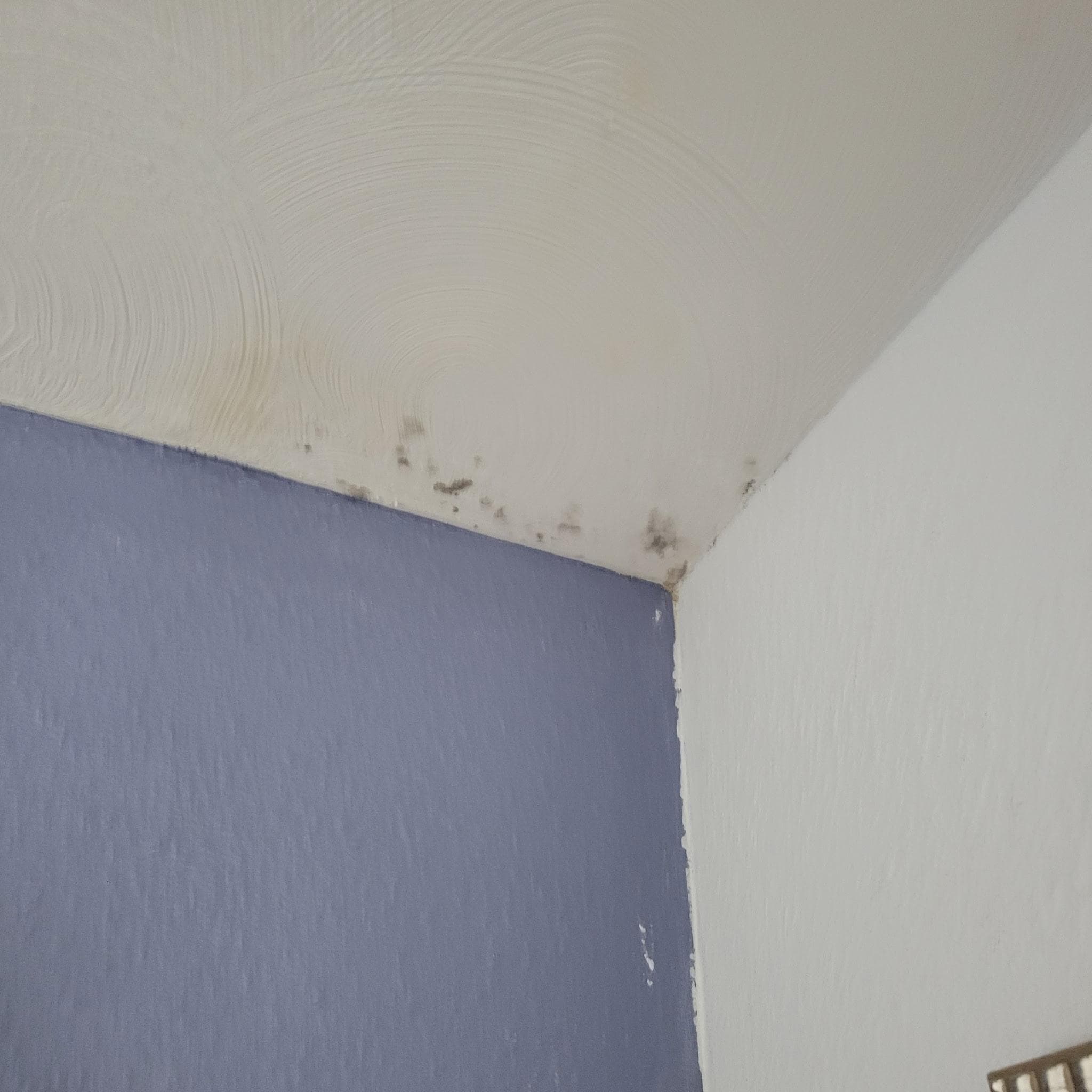 More, mold on the ceiling. 



